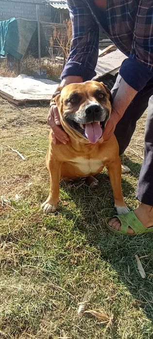 Pitbul sotiladi 3yosh