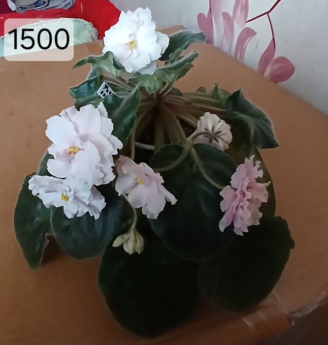 Фиалки на продажу