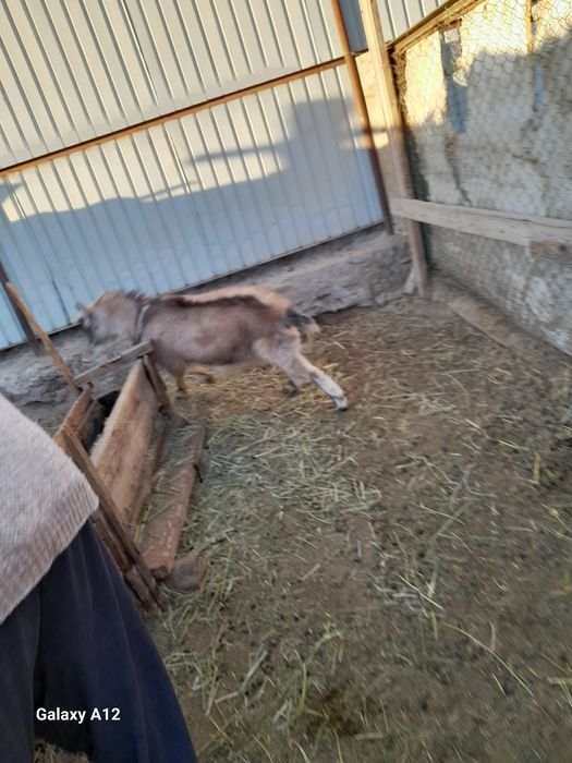 Алпи теке сатылады