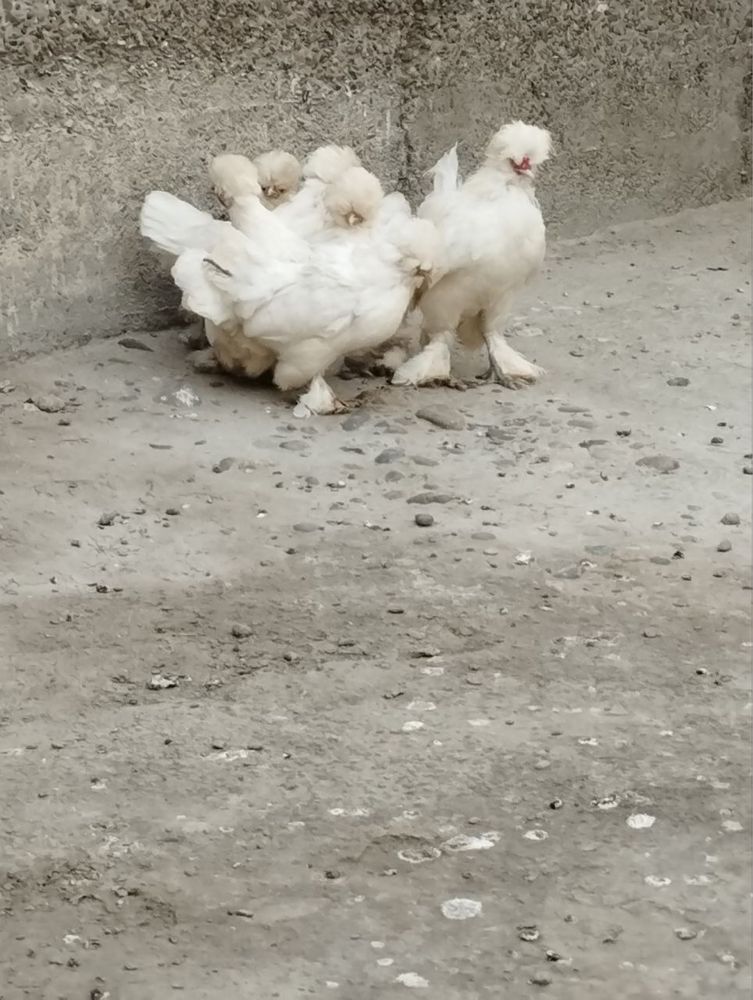 Yapon tovuqlar sotiladi