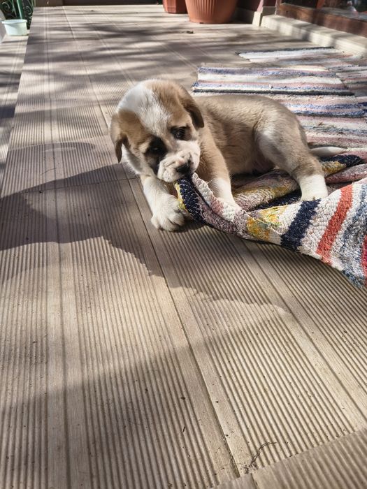 Ciobanesc de Asia Centrala(Alabai)