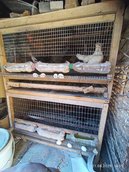 Япон товук ва хороз