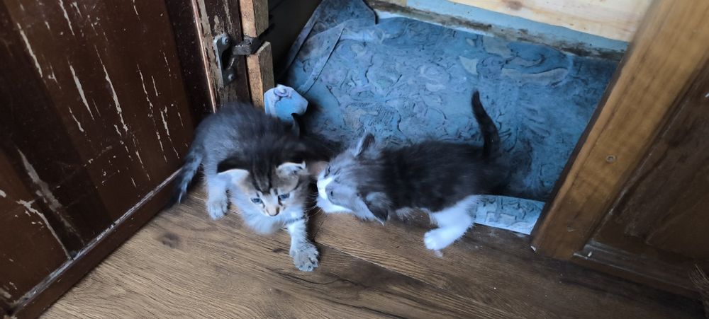 Котята 1,5 месаца