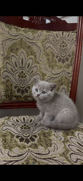 Британские котята голубого и лилового окраса