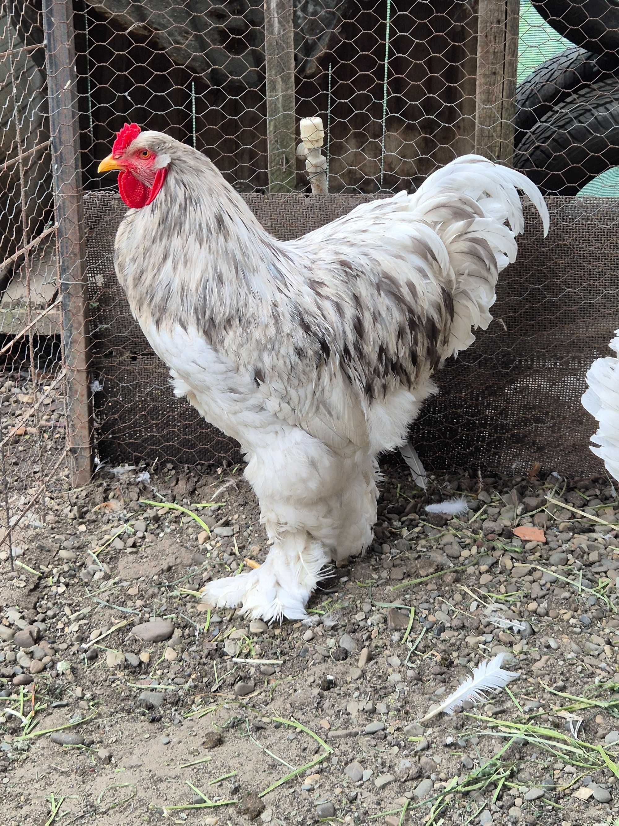 Gaini brahma splash