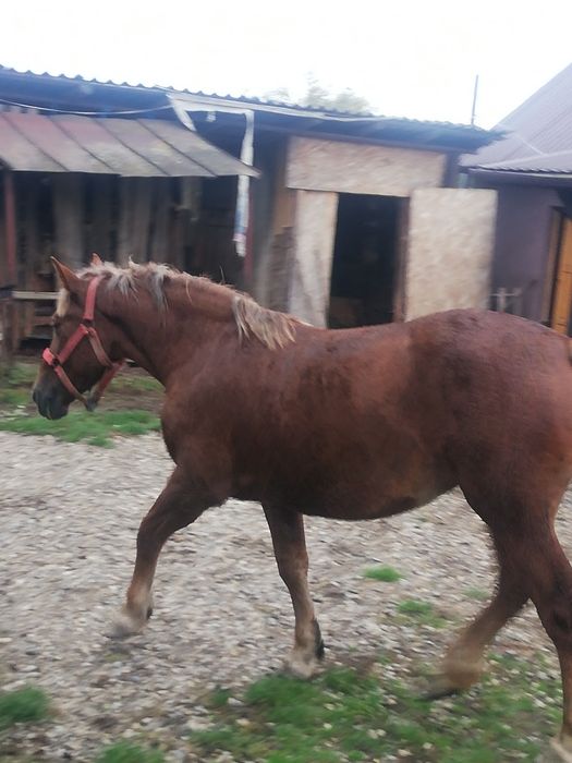 Vând sau schimb cu iapă grea bună de ham