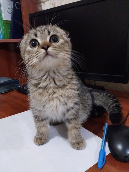Кошки скотиш фолд + британский