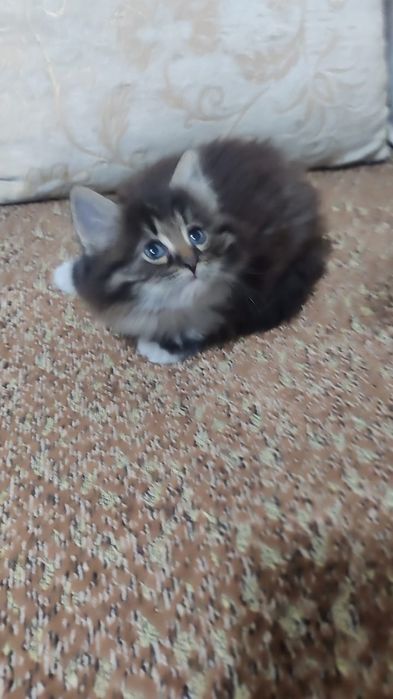 Отдам котенка в добрые руки