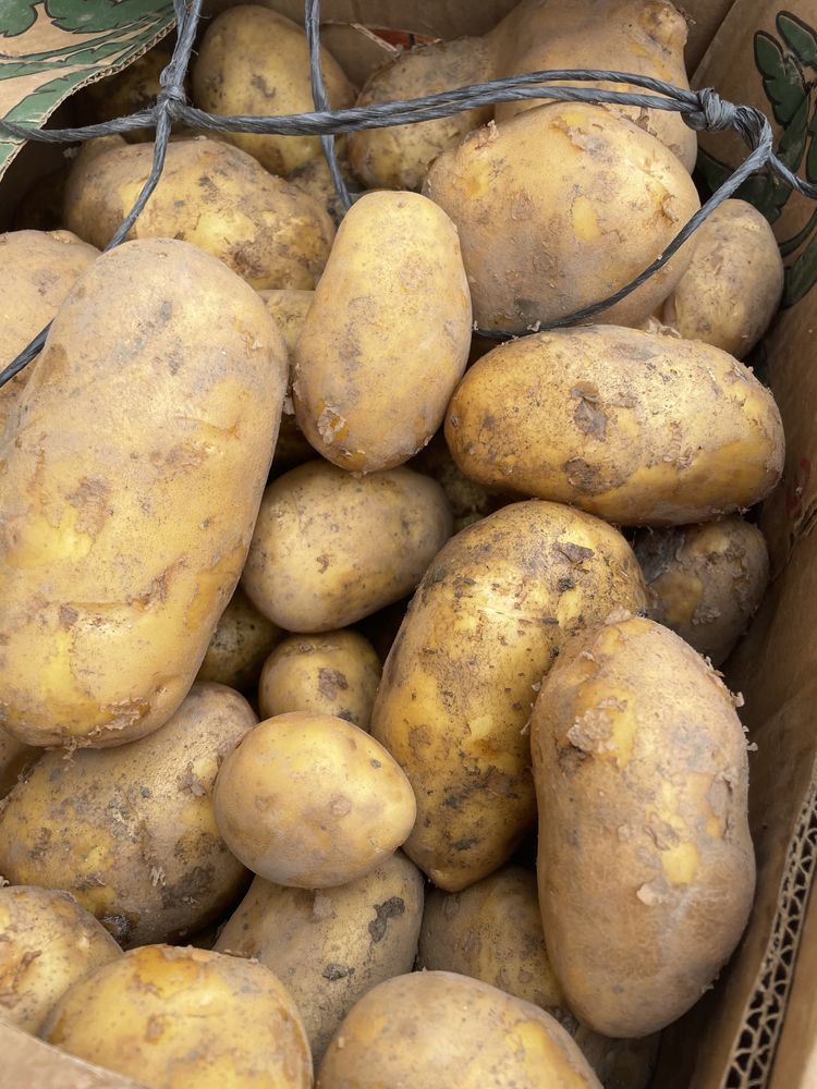 Продам картофель оптом