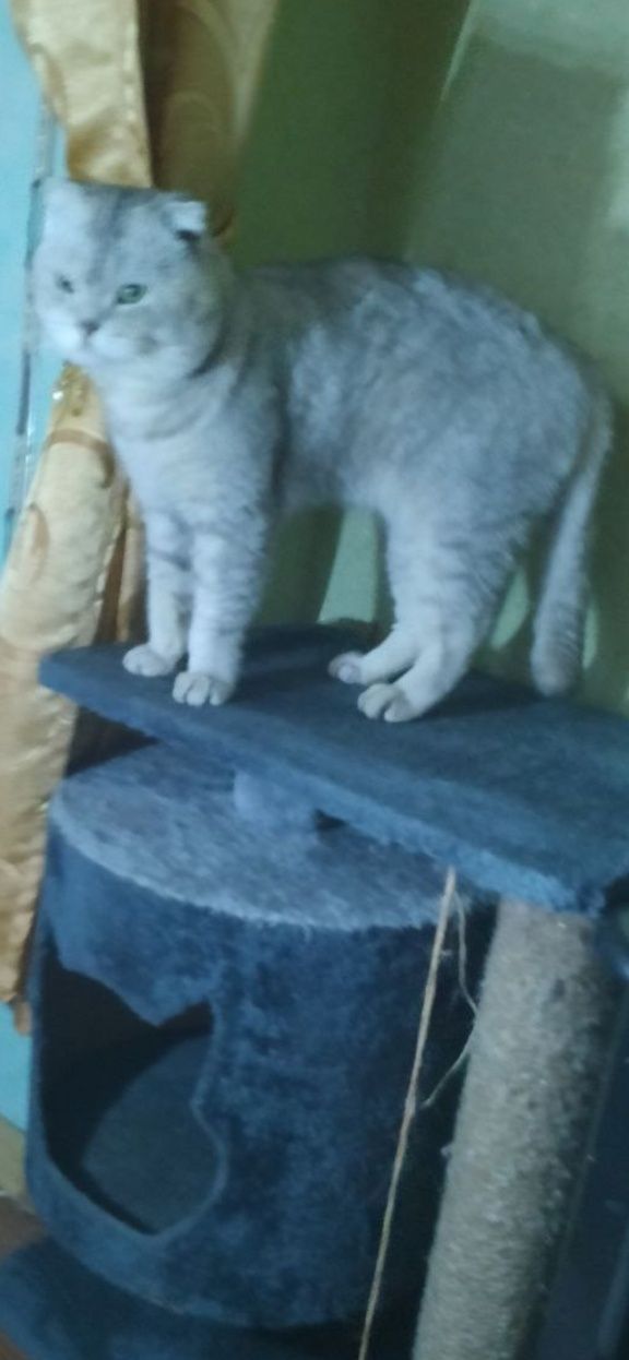Кот на вязку веслаухий