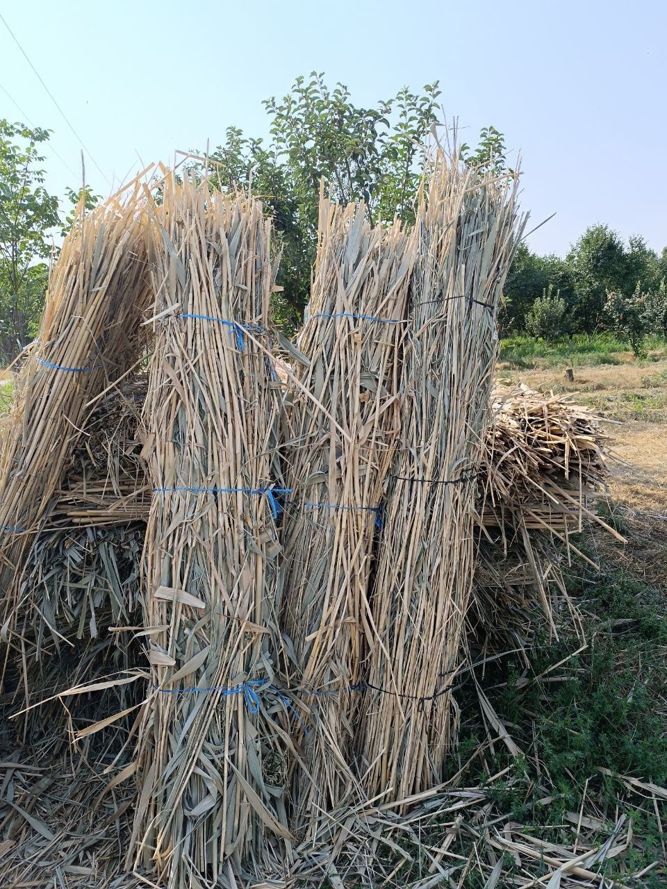 Loboz uchun  zabor uchun eng kerak boladgan qamish va rulonk boʻladiga