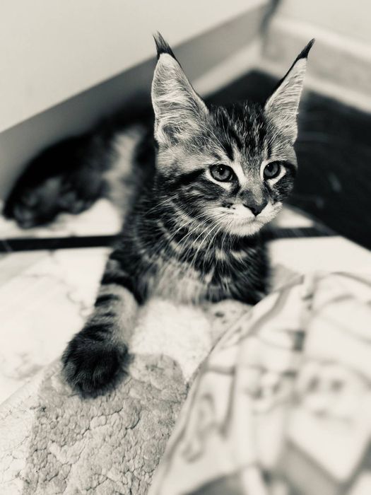 Amerkanskiy Maine Coon 250$