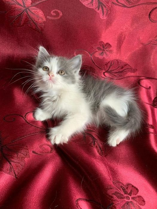 Британские котята,возрасте 1,5 месяца