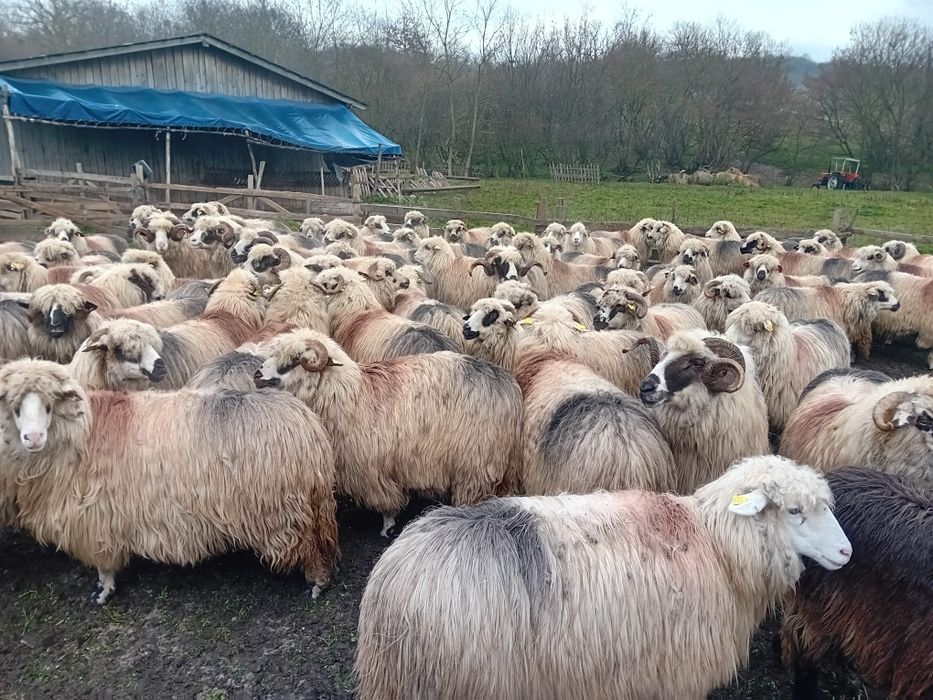 Oi de vânzare tinere