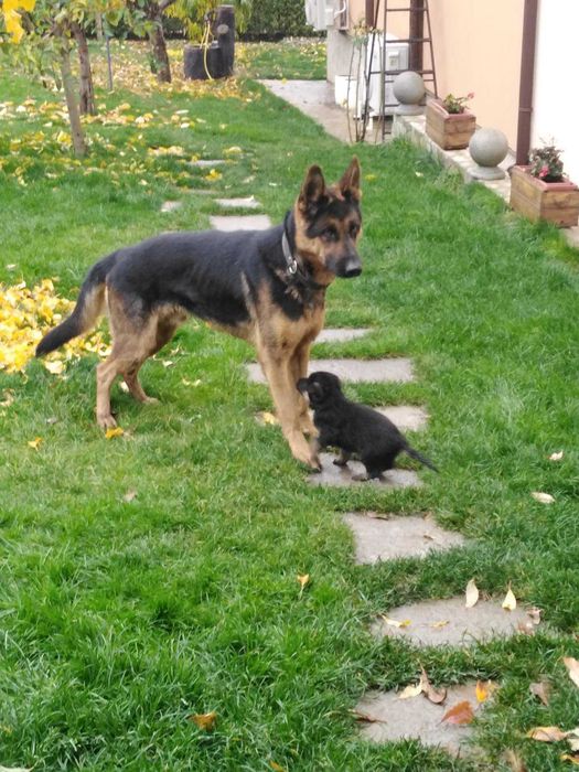 Немски овчарки на 2 месеца