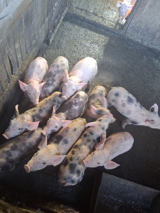 Tractoraș de vânzare