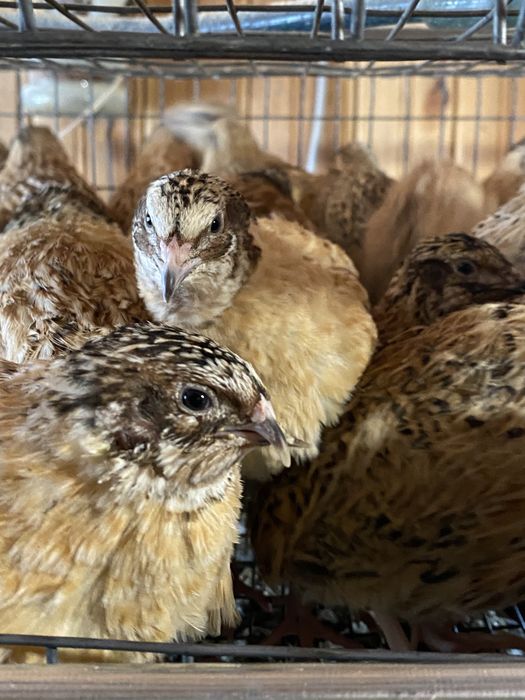 Prepelite carcasa carne, pui si oua de incubat sau consum  Jumbo