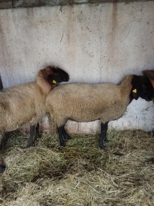 Vând oi Carabașe  Cap Negru De Teleorman