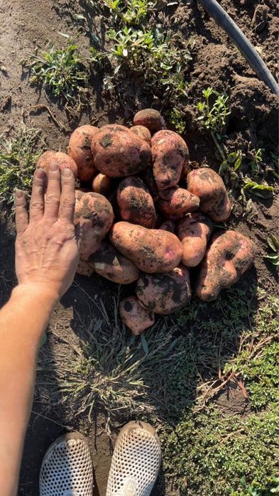 Продам домашний картофель