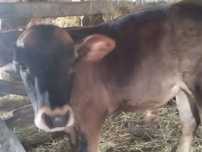 Vand vițel angus înțărcat bun de crescut.