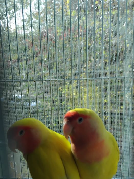 Попугаи фишеры  неразлучники,  сформирована пара.