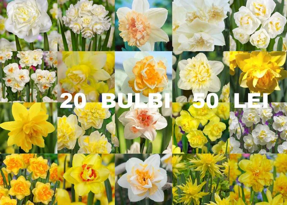 Bulbi de narcise de la 1 leu