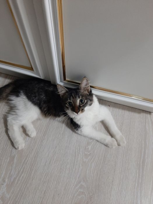 Отдам котика в добрые руки.