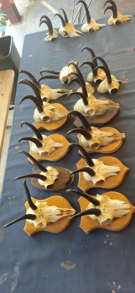 Vand trofee lopatar,carpatin,caprior,capra neagra,sulitar. Vezi 8 poze