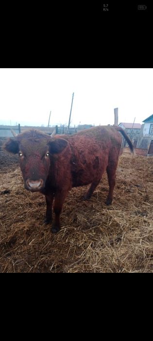 Продам стельную телку