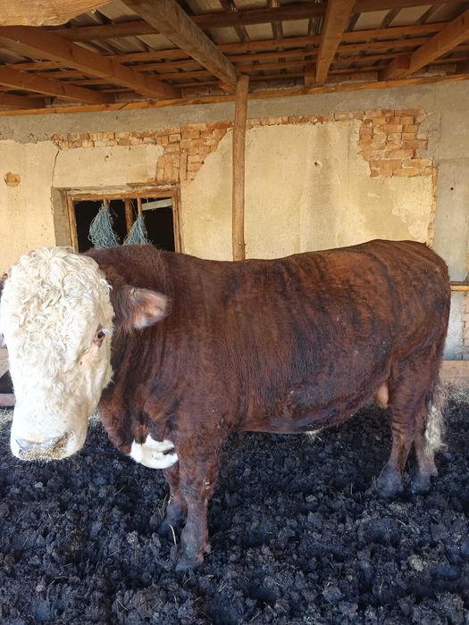 Продавам мъжки телета