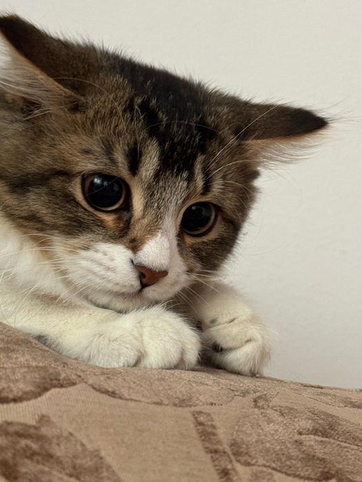 Котенок девочка, шампунь и лоток в подарок, отдам тем кто не выкинет.