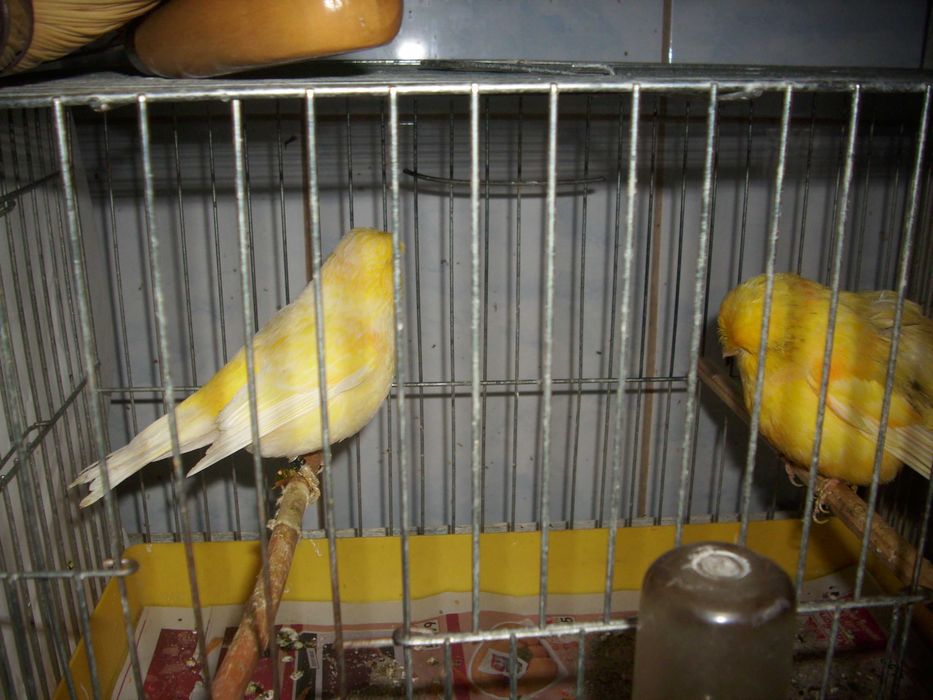 vand canari de culoare isabel si postura gloster norwich