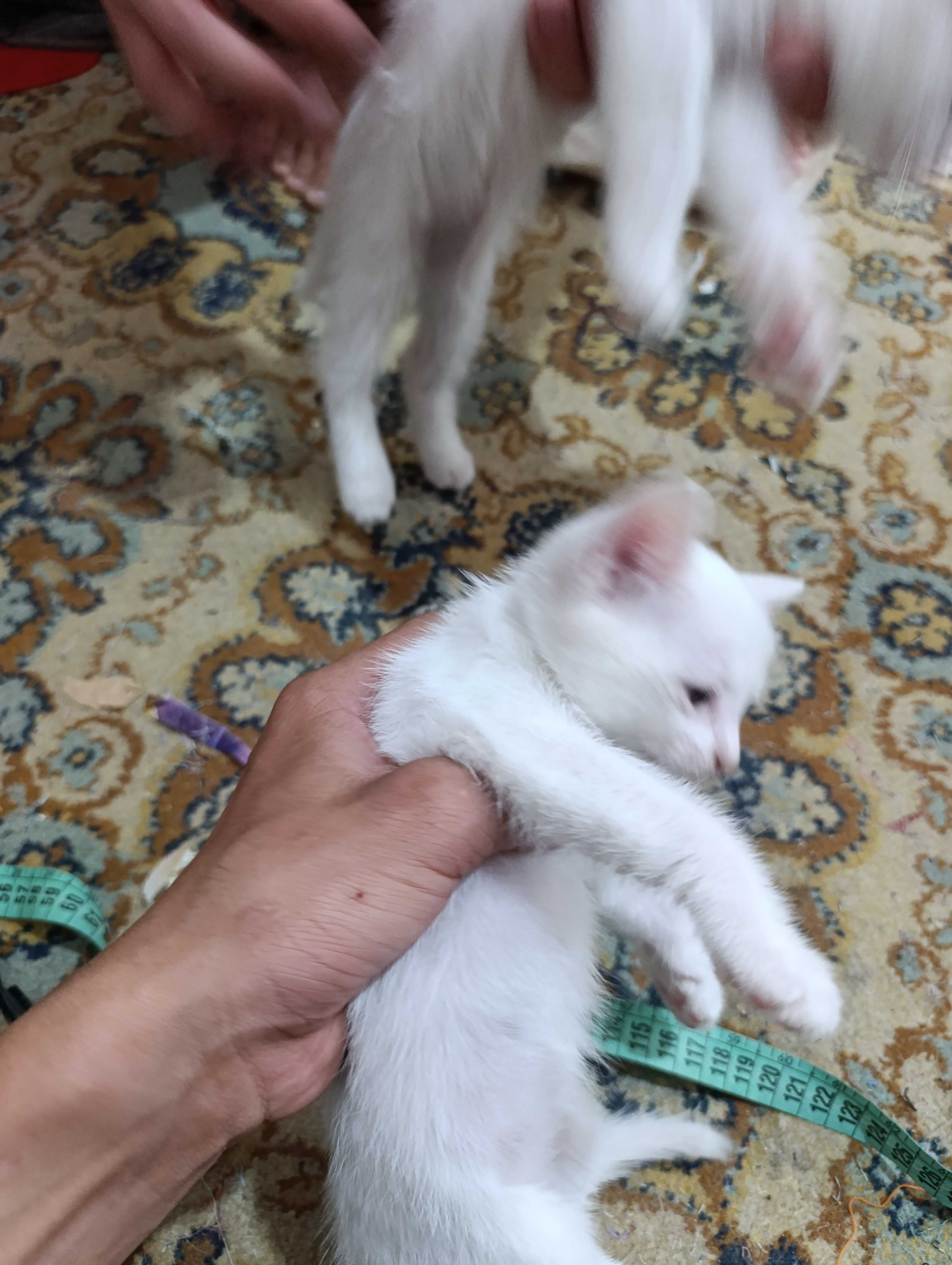 Кошка пародны нукус