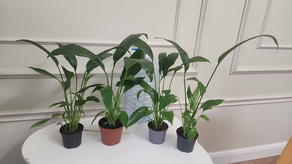 Продам комнаты цветы