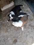 Catelusi spre adoptie