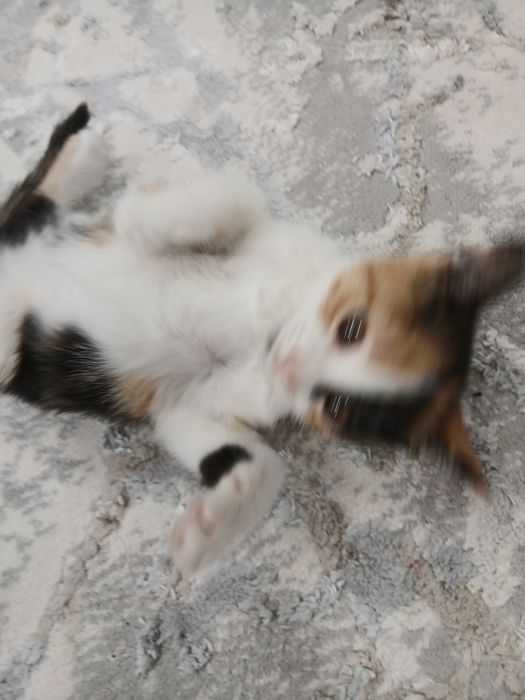 Bepul yaxshi insonlarga beriladi