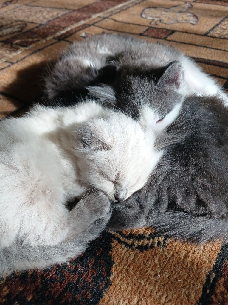 Котятки ищут дом