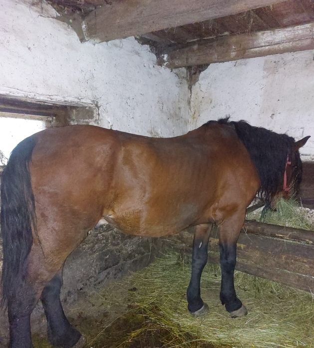 Cal de vânzare de 7 ani