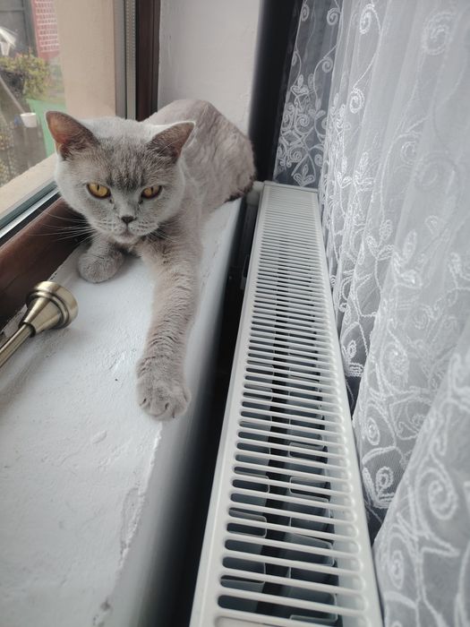 Pisica schotish straight