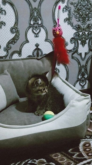 Shinshilla oʻgʻil bola