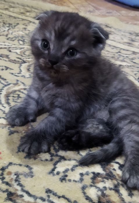 Шотландские котята
