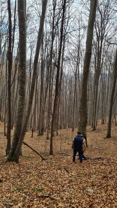 Vând pădure de Fag