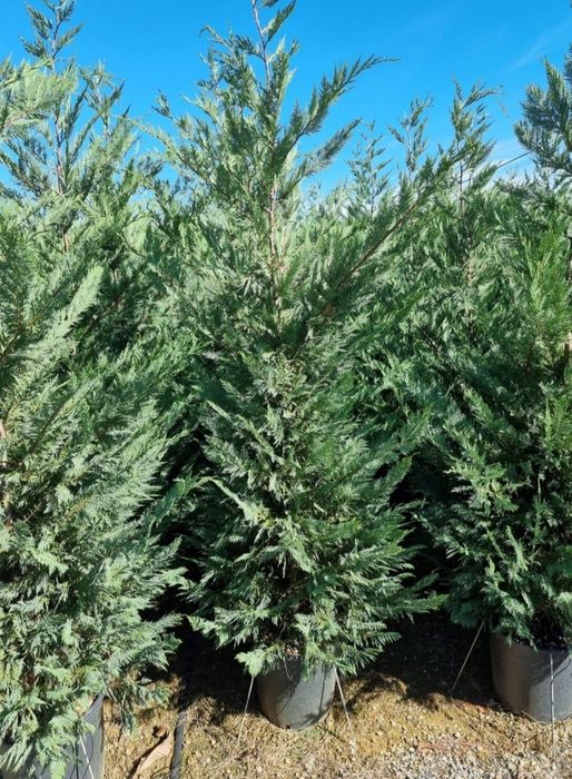 Tuia smaragd, leylandii, spirale, pon, magnoli mesteacăn, tei, pin,etc