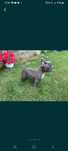 Bulldog francez mascul blue pedigree