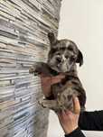 Bulldog francez