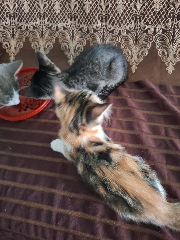 Отдам котят в хорошие руки