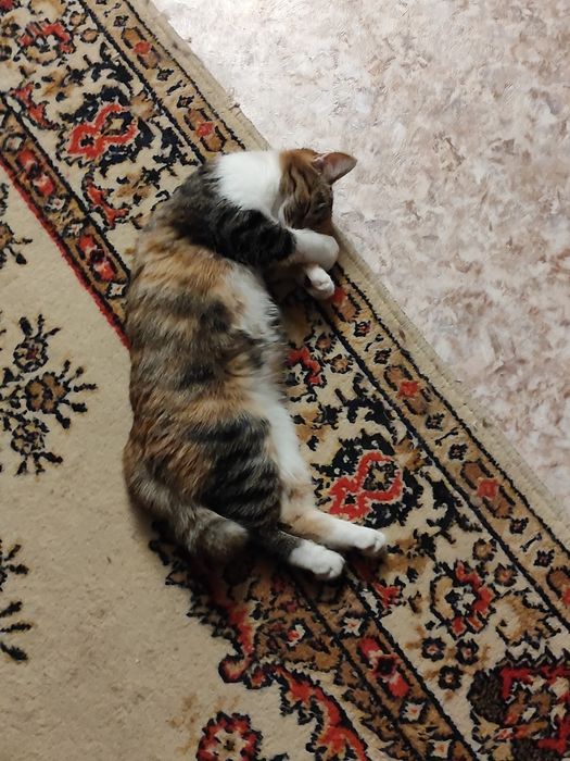 Отдаем кошечку в добрые руки