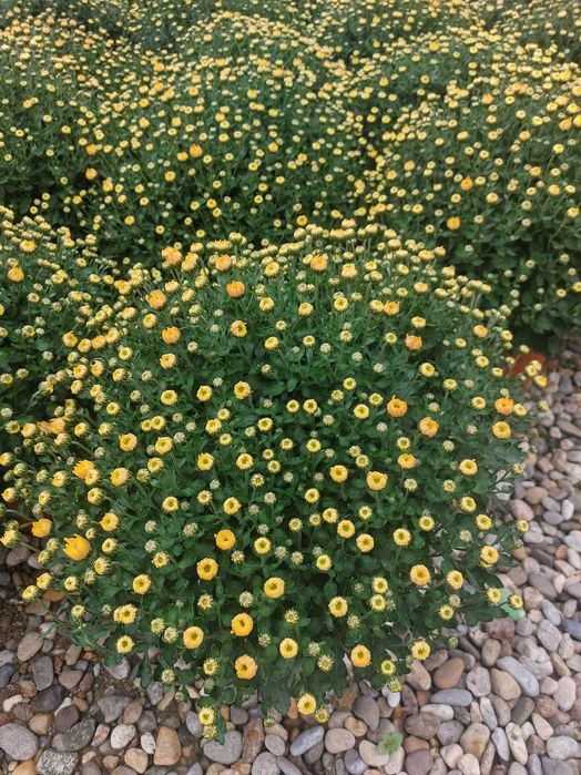 Crizanteme la gĥiveci