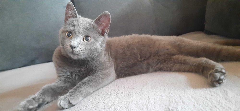 Pisicuta albastru de rusia metis