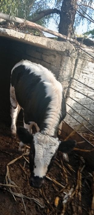 De vânzare ce se vede